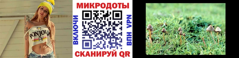 Галлюциногенные грибы Psilocybe  Ильский 
